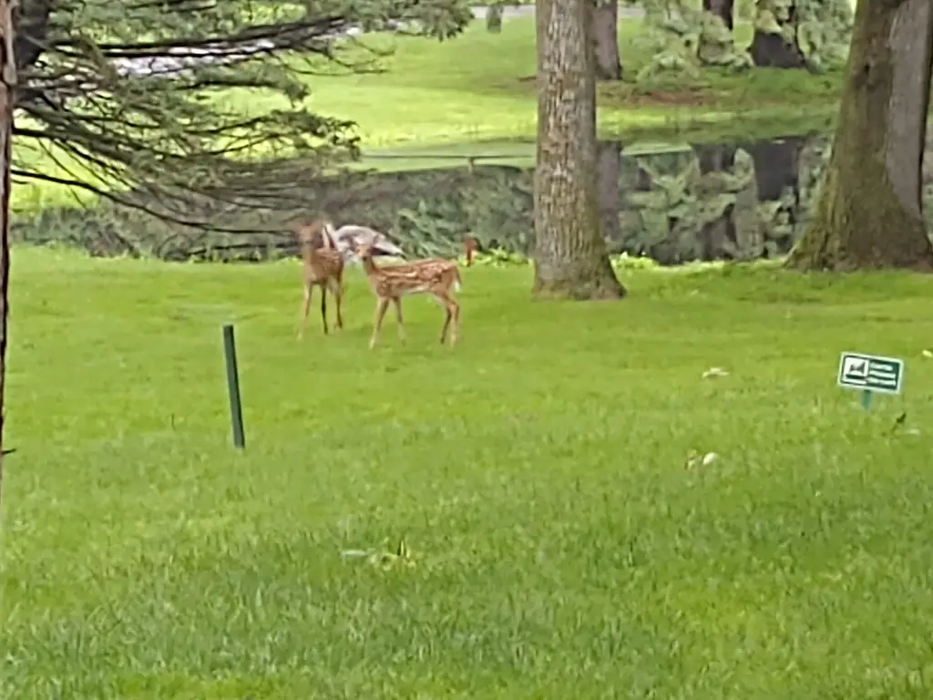 Fawns near a pond on the golf course